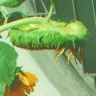 H.annuus calyx