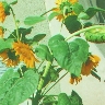 H.annuus stalks