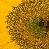 H. annuus core