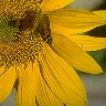 H. annuus petals