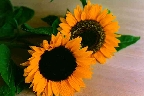sunflowwer