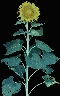 wild sunflower
