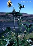 wild sunflower
