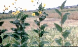 H tuberosus