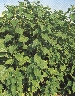 H tuberosus